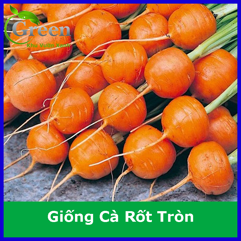 Hạt Giống Cà Rốt Tròn