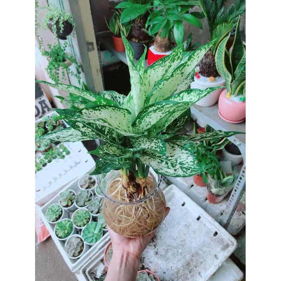 Chậu ngọc ngân thuỷ sinh Bán Chạy