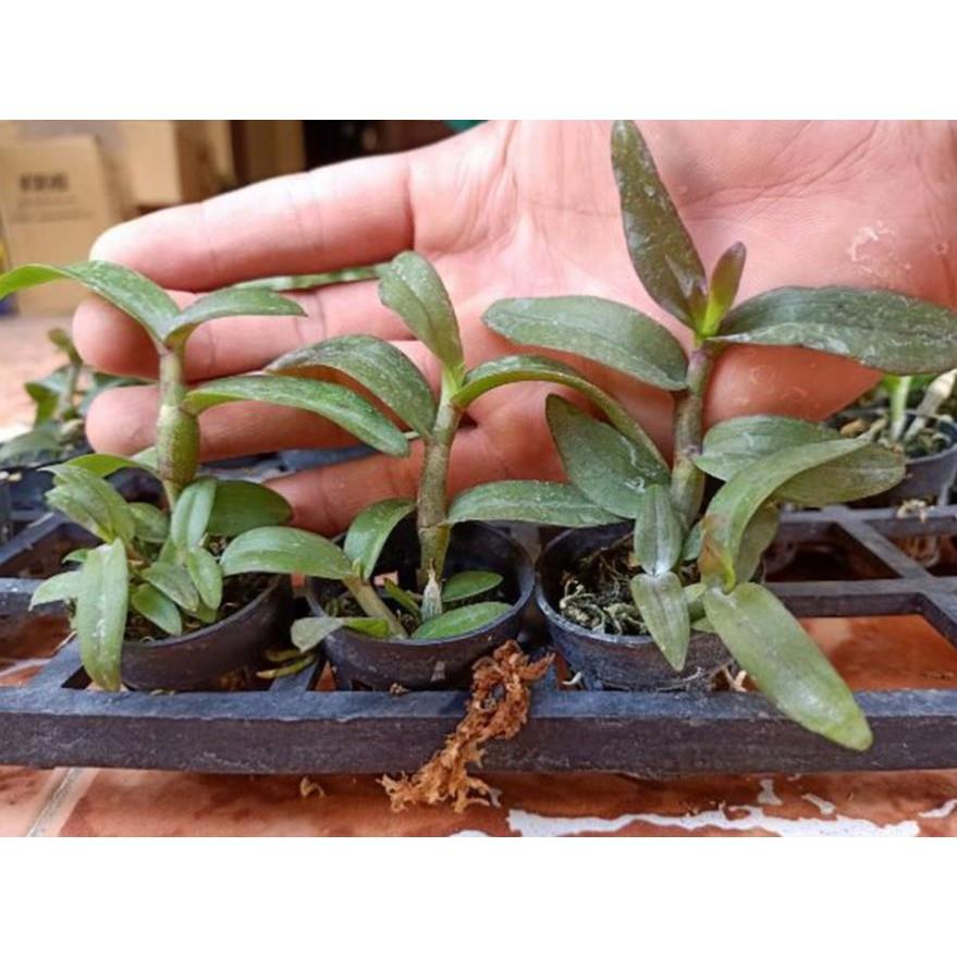 Hoa phong lan _ giả hạc easo