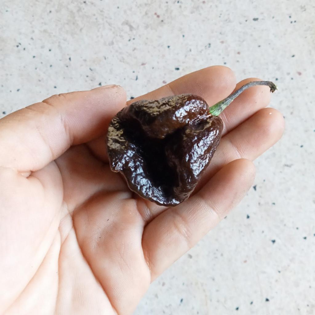 3 Hạt Ớt Big Mama Black