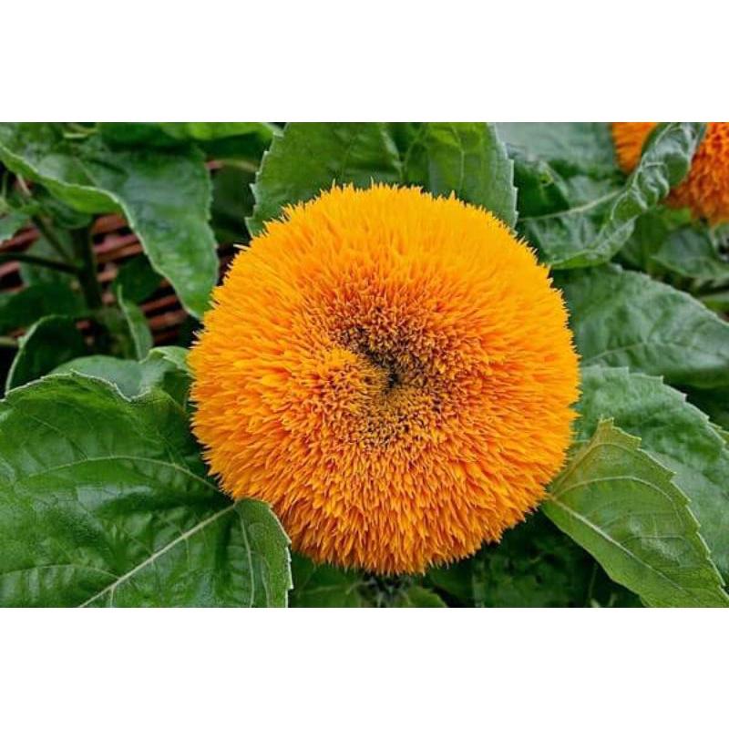 Hơn 40 hạt giống hướng dương xù Trang Nông