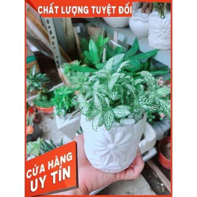 Chậu Cẩm Nhung Xanh