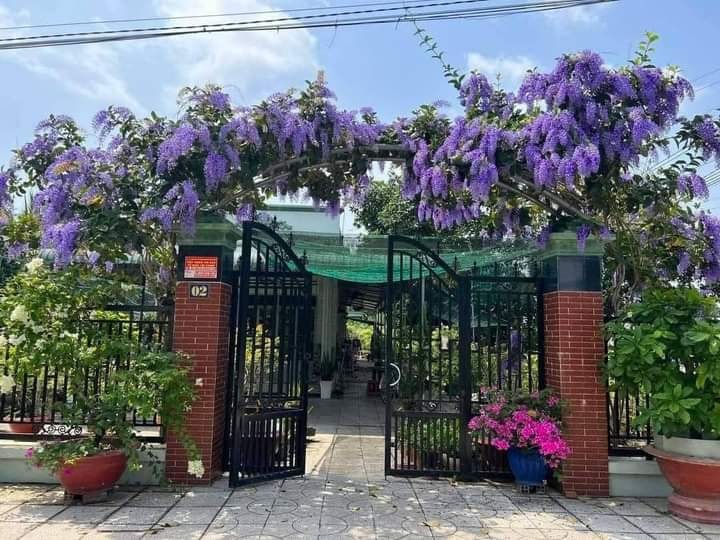Cây hoa mai xanh Thái Lan hoa quanh năm