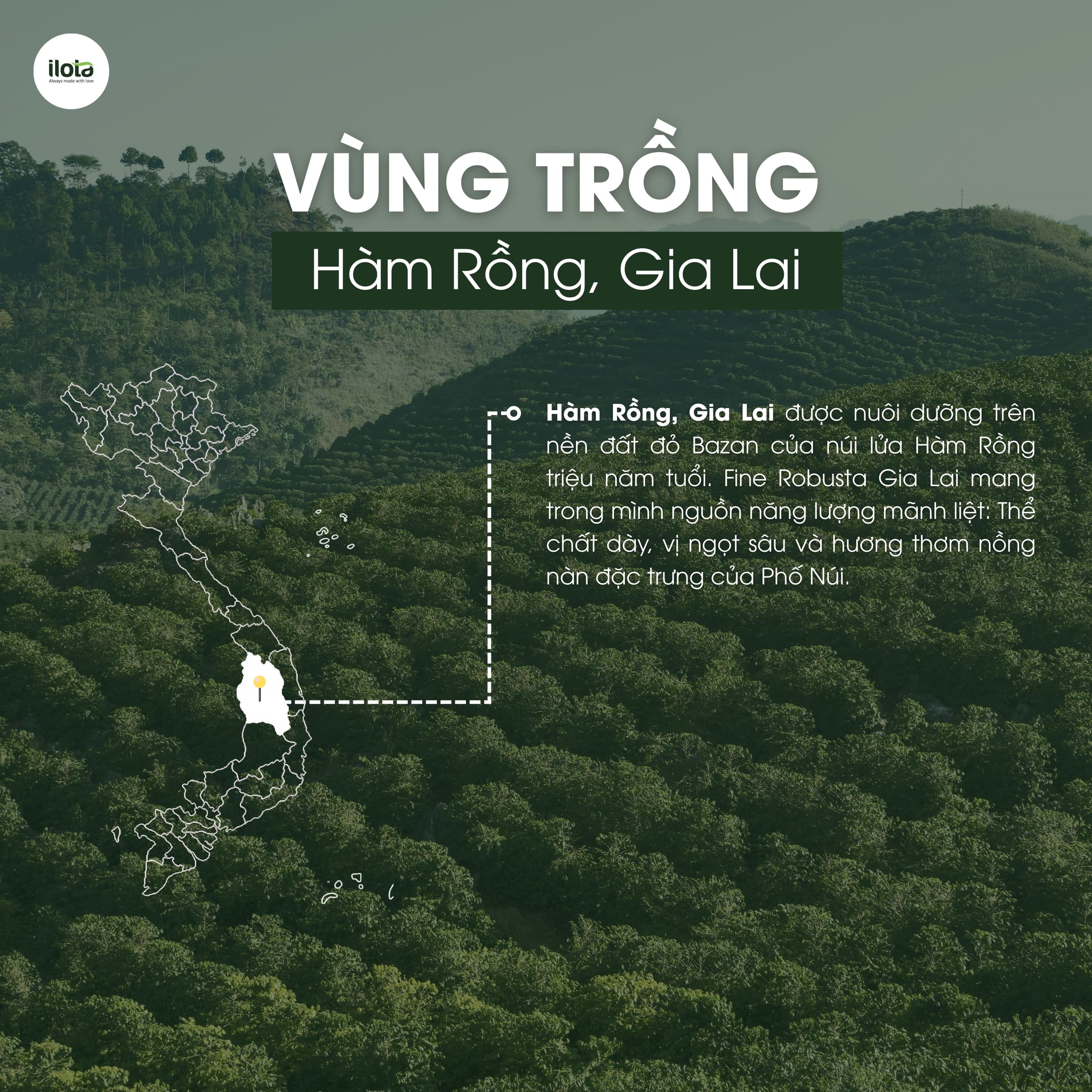 Cà phê Fine Robusta Honey Đặc Sản ILOTA Rang Mộc 500g