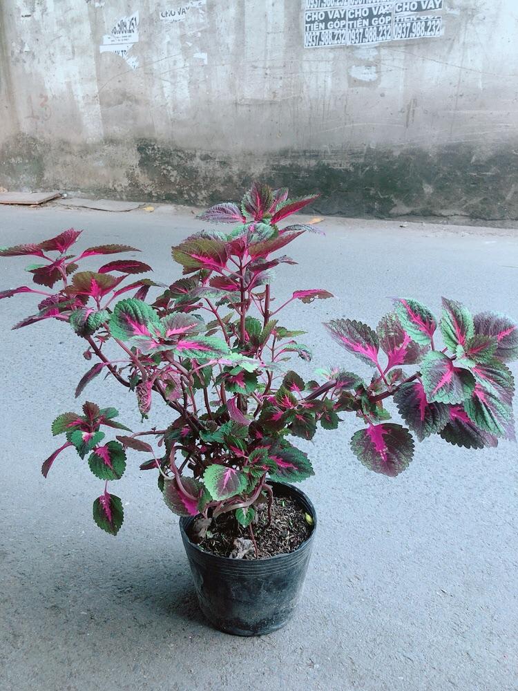 Lá Gấm Tím