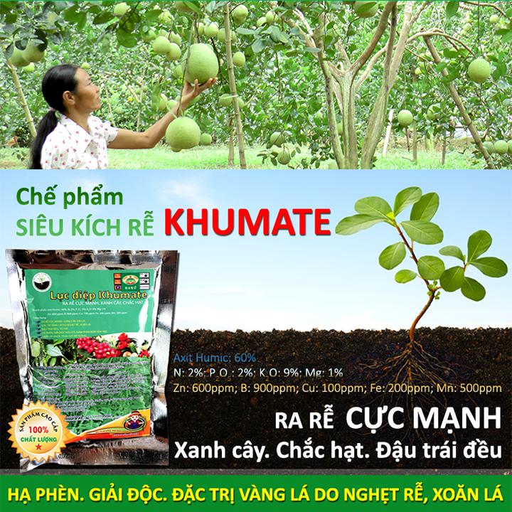 VƯỜN SINH THÁI - Phân bón siêu kích rễ KHUMATE - Đặc trị vàng lá do nghẹt rễ xoăn lá - Hạ phèn, giải độc hữu cơ