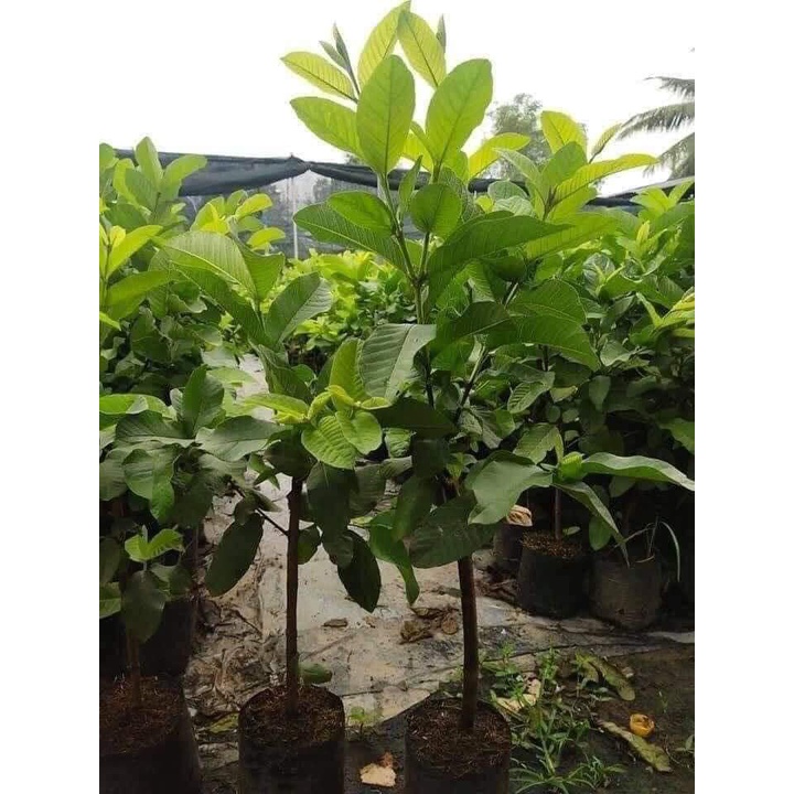 Ổi nữ hoàng ổi lùn siêu quả