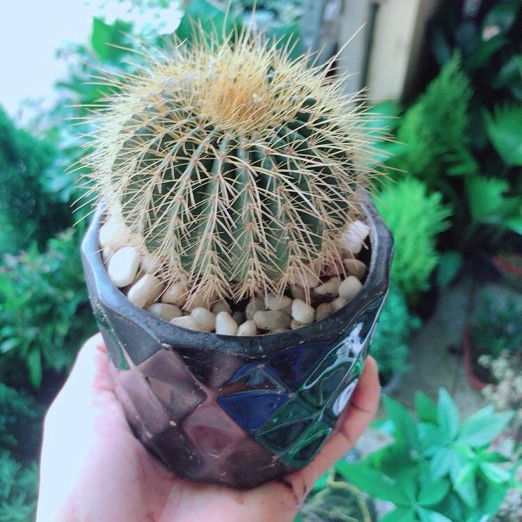Chậu Cây Xương Rồng Trạng Nguyên