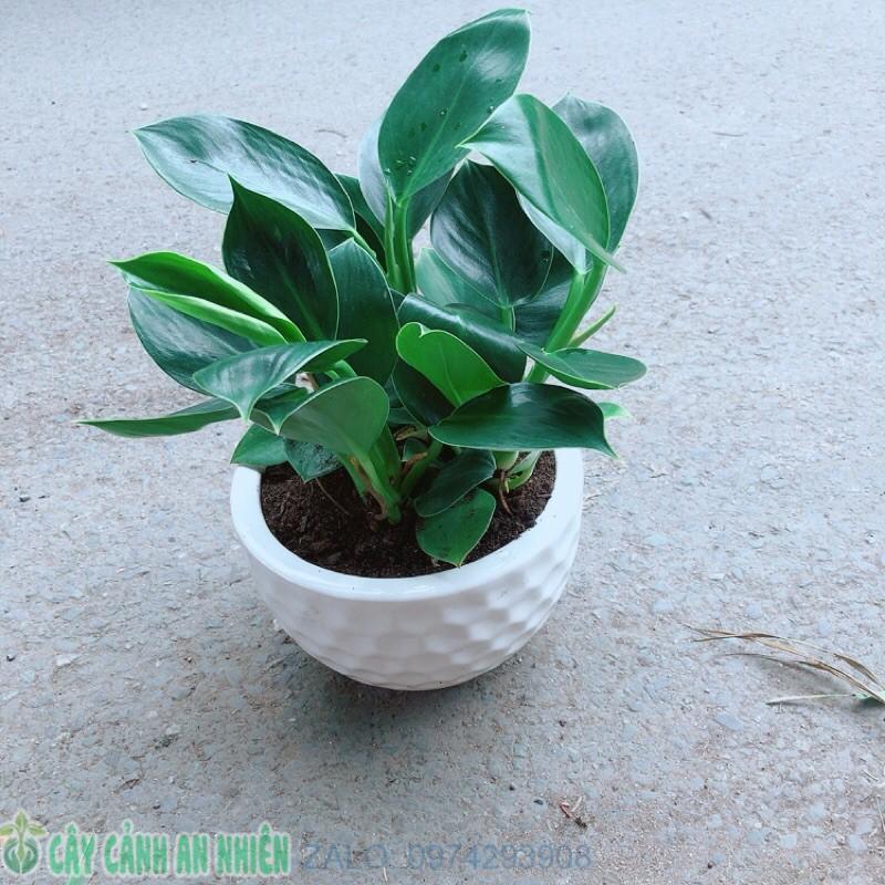 Chậu Cây Trầu Bà Đế Vương