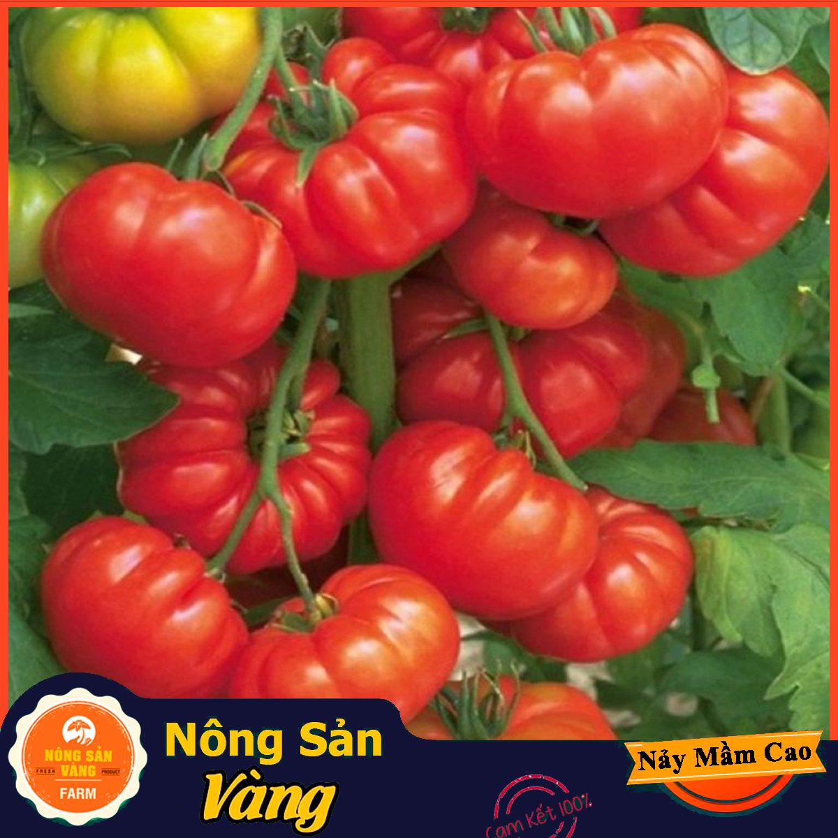 Hạt giống Cà Chua Đỏ Quả To F1 - Nông Sản Vàng