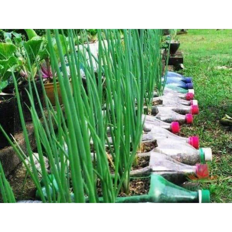 HẠT GIỐNG HÀNH HƯƠNG CHỊU NHIỆT TRANG NÔNG RẤT THƠM