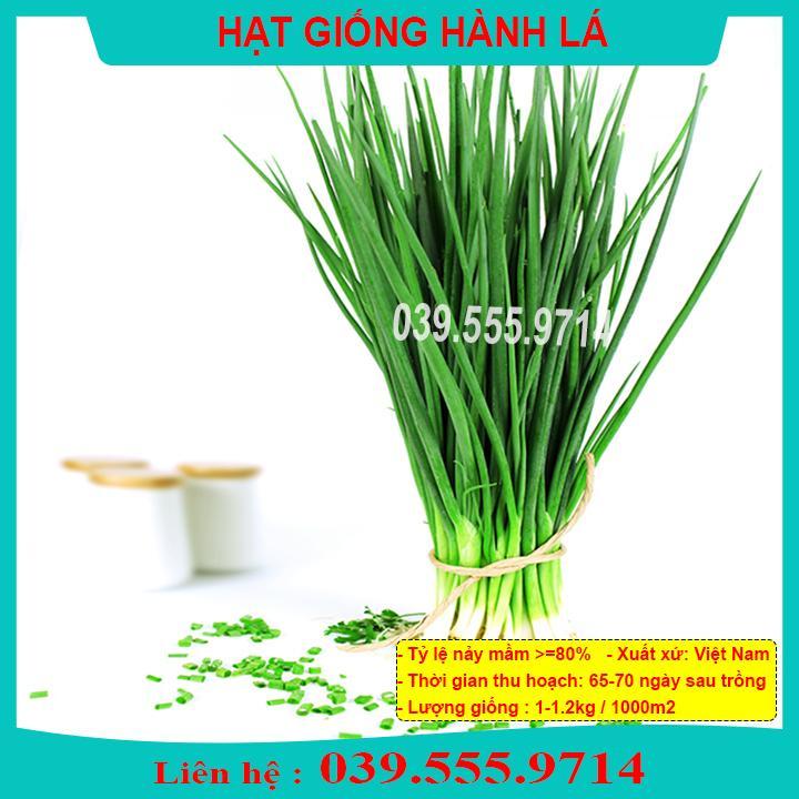 HẠT GIỐNG HÀNH GIỐNG CHUẨN DỄ TRỒNG