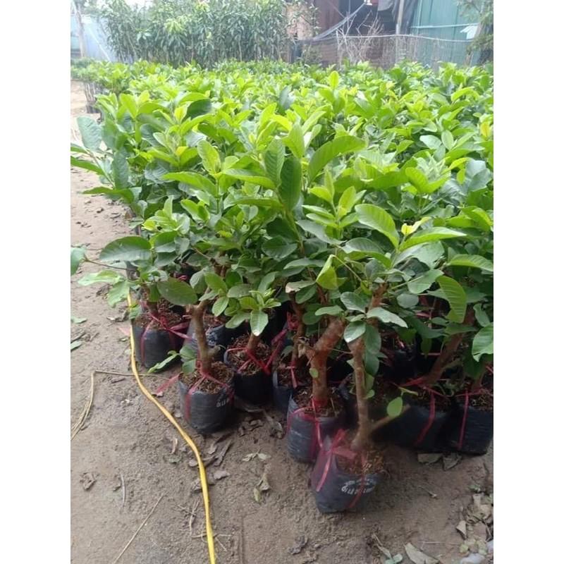 ỔI NỮ HOÀNG KHÔNG HẠT GHÉP MẮT NHANH CHO QUẢ