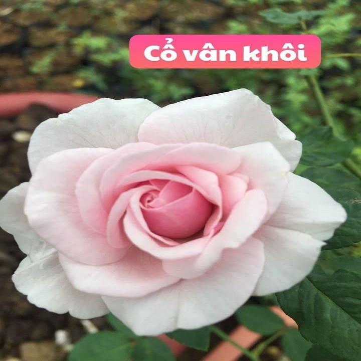 CÂY GIỐNG Hoa hồng cổ Bạch Vân Khôi – Giống hồng cổ quý nhất của Việt Nam