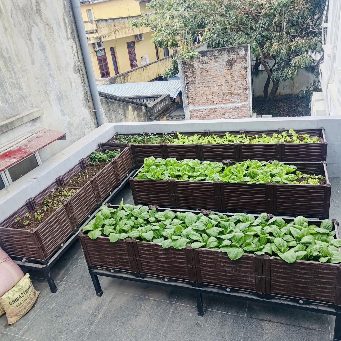 Chậu trồng rau lắp ghép. KT 100x100x39 cm.Đáy thoát nước chống ngập úng.Sang trọng - Thẩm mỹ - Bền hơn 10 năm.Bảo hành 1 năm toàn quốc