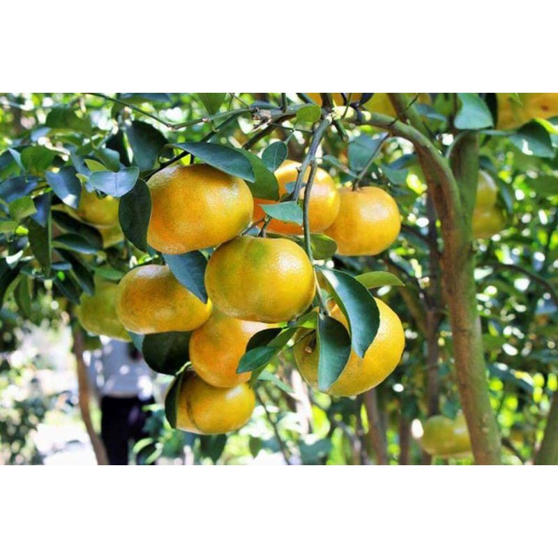 Cây giống quýt đường thái lan