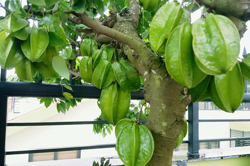 CÂY GIỐNG KHẾ NHẬT CHUA TRỒNG CHẬU
