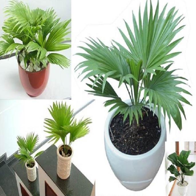 CÂY CỌ GIỐNG