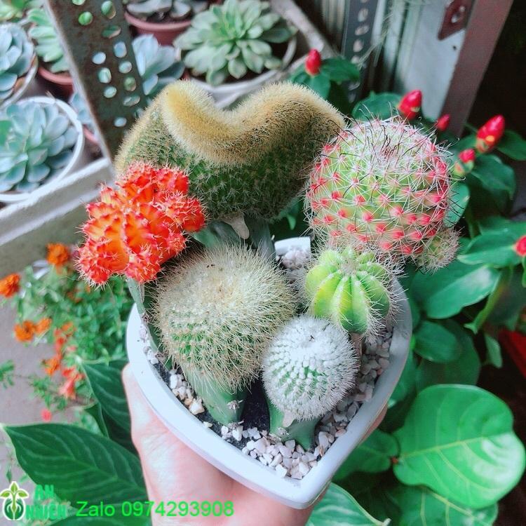 Chậu Cây Xương Rồng Mix
