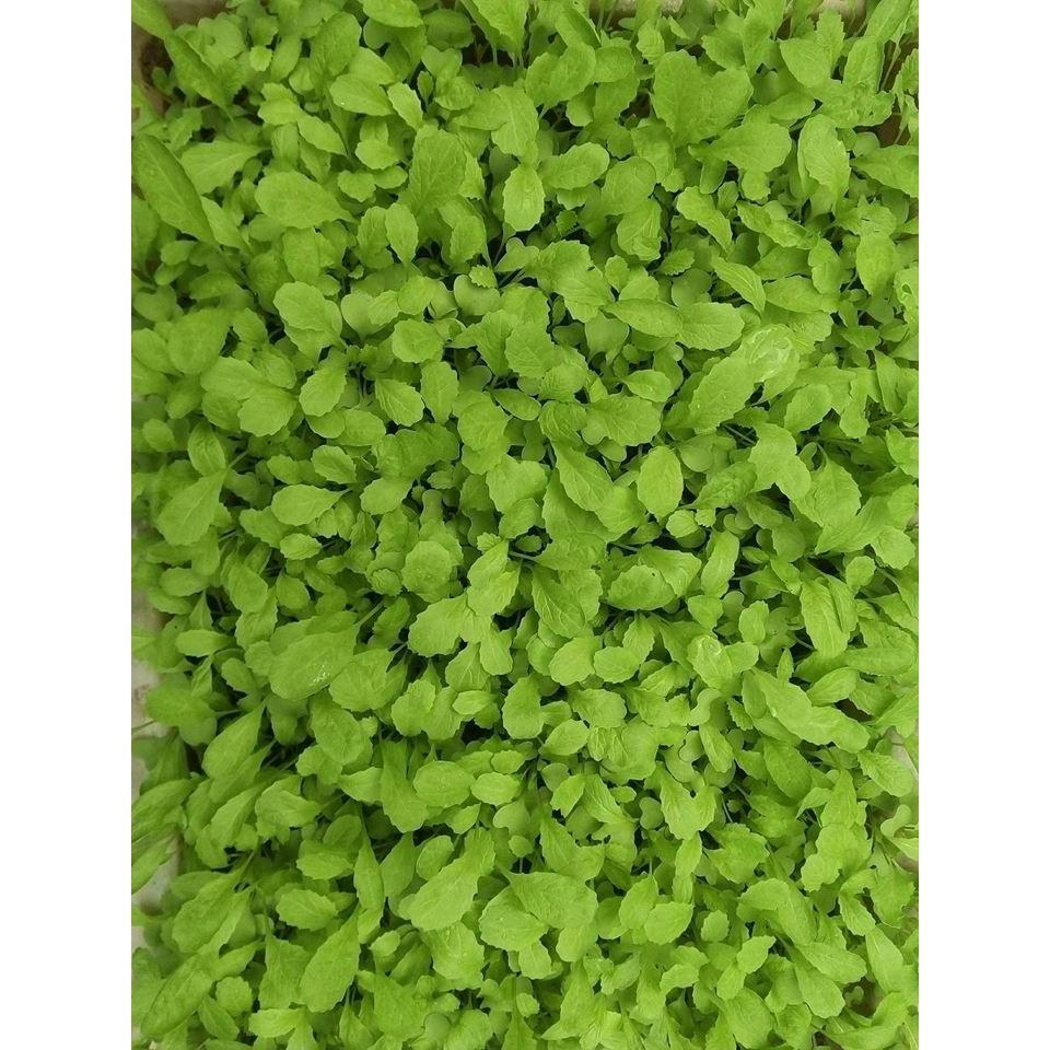 Hạt giống cải canh mơ Hà Nội - 20g