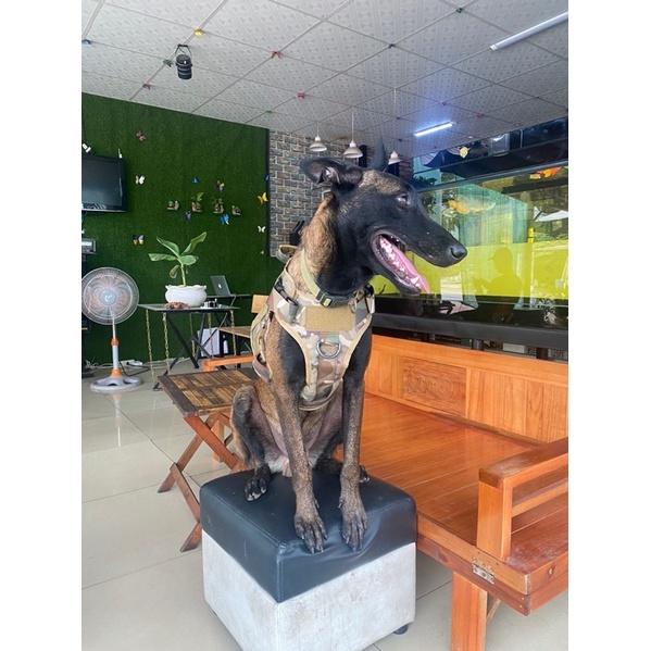 Đai lưng nghiệp vụ huấn luyện chó malinois ,bolie,corgi,doberman,v.v...