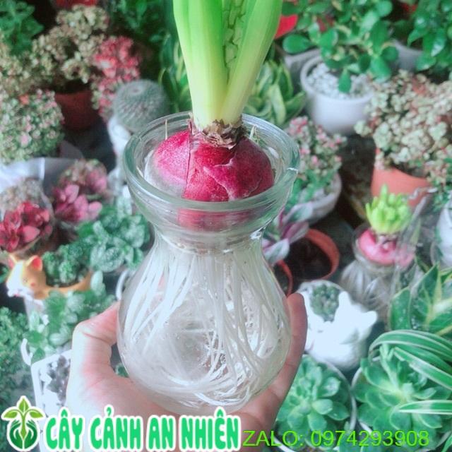 Chậu Cây Củ Ông Tiên