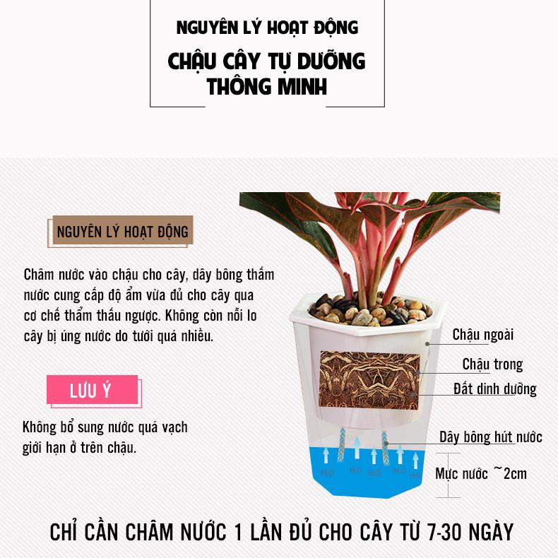 Chậu trồng cây TỰ DƯỠNG loại vát trong suốt, chậu tự tưới thông minh, 7 - 30 ngày không cần tưới nước