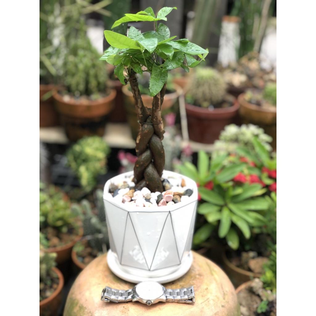 Chậu sứ cây Kim Ngân xoắn tặng kèm đá trang trí