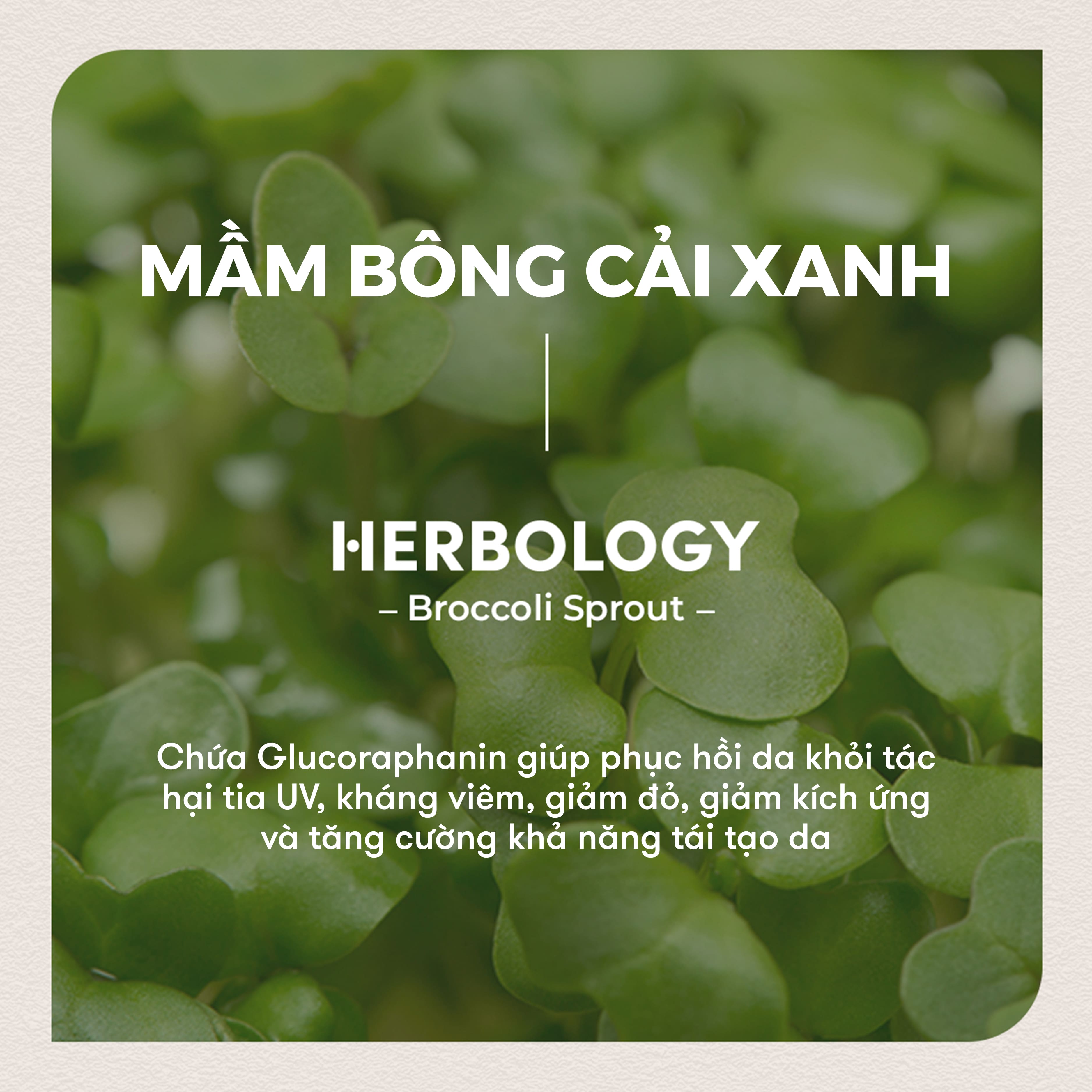 Kem dưỡng Nature Republic Herbology Broccoli Sprout Purifying Cream 70ml