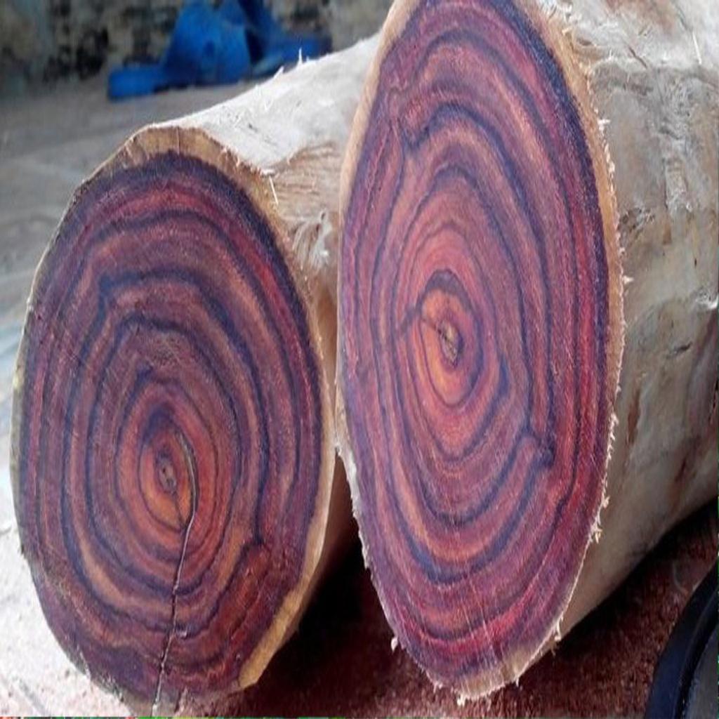 CÂY GIỐNG GỖ SƯA ĐỎ