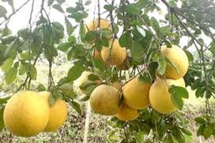 Cây BƯỞI ĐOAN HÙNG ghép, cây giống bầu lớn, đặc sản ĐOAN HÙNG, cam kết chất lượng