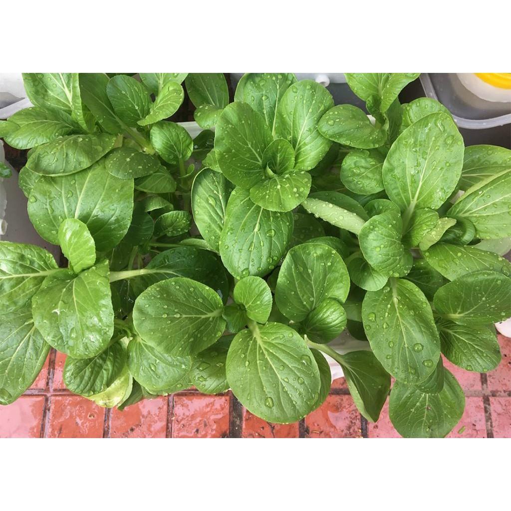 Hạt Giống Rau Cải Ngọt Loại Siêu Dễ Trồng & Dễ Thu Hoạch Tặng kèm Hướng Dẫn Trồng