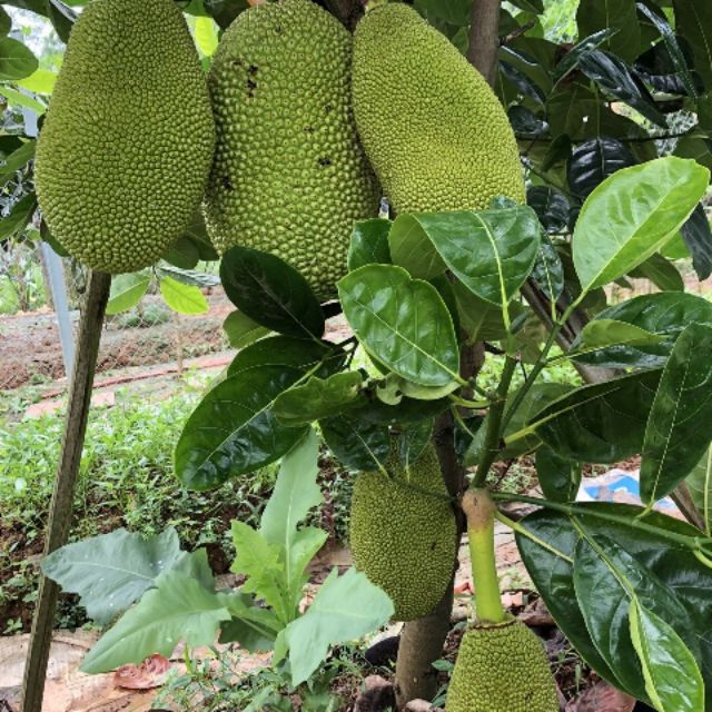 Cây Giống Mít nghệ tứ quý