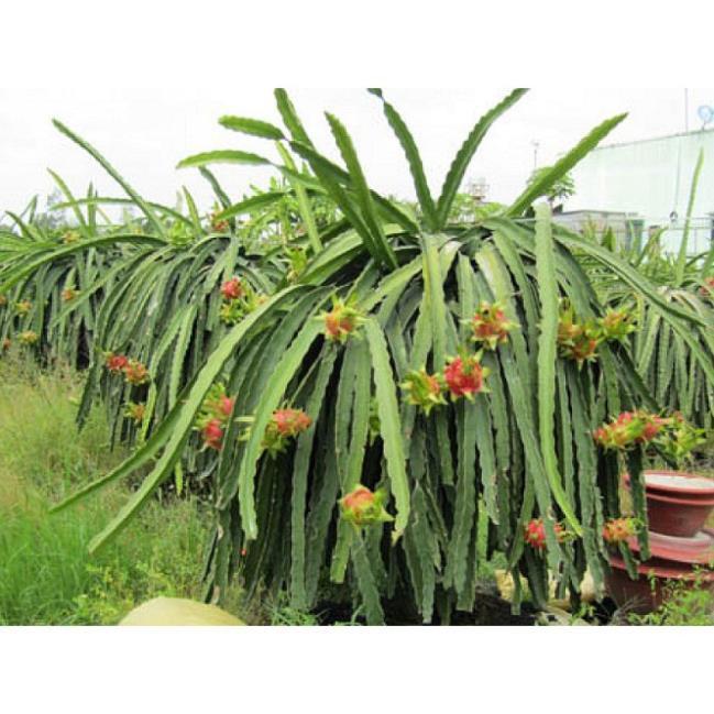 CÂY GIỐNG CÂY THANH LONG VỎ ĐỎ RUỘT TRẮNG MỌNG THỊT BÌNH THUẬN, QUẢ SỚM, SIÊU QUẢ , SIÊU NGỌT, SIÊU NĂNG SUẤT