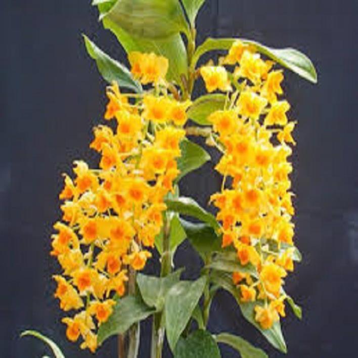 Hoa phong lan - kiều dẹt (khóm 3 cây,cao 35cm, bộ rễ khỏe)