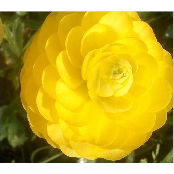 Hạt giống hoa hồng ri ba tư mix màu KNS3425 - Gói 10 hạt