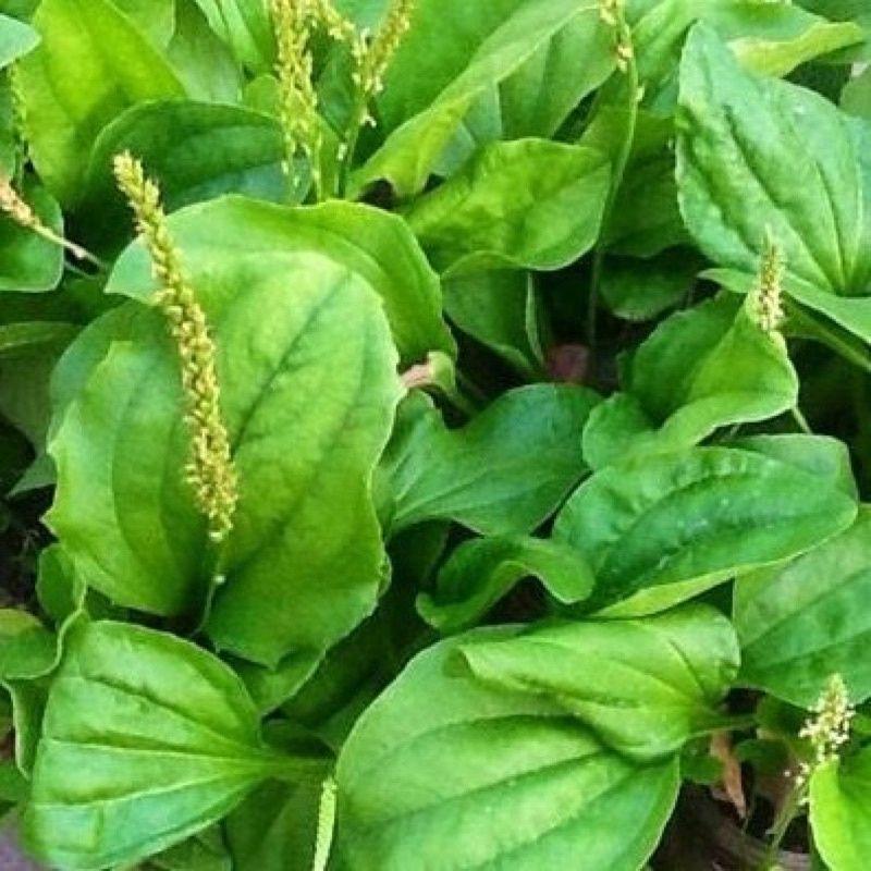 Hạt giống cây mã đề