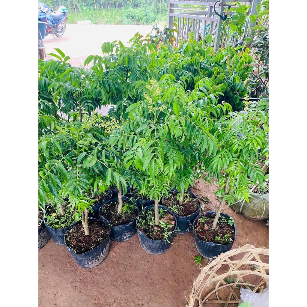 Cây giống cóc lùn Thái, cây dáng lùn cho trái sớm, năng suất cao, quả to, thơm hơn giống cóc ta