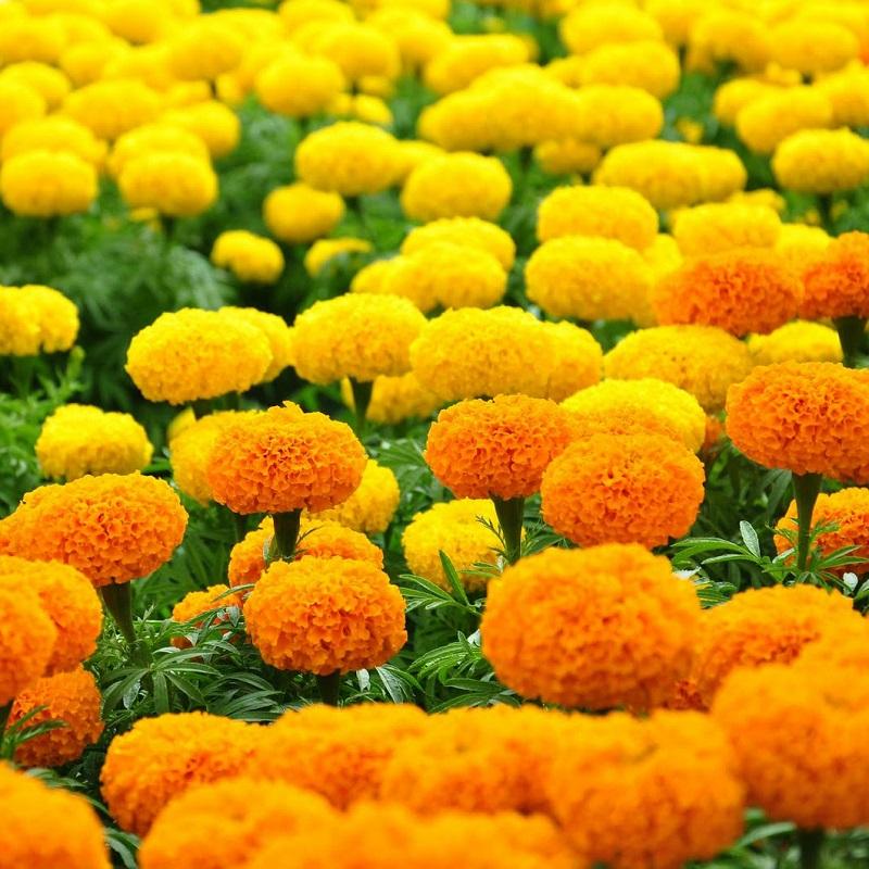 Hạt Giống Cúc Vạn Thọ Mỹ Lùn -