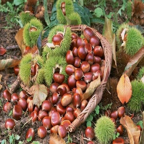 Cây giống hạt dẻ đen rừng măng đen