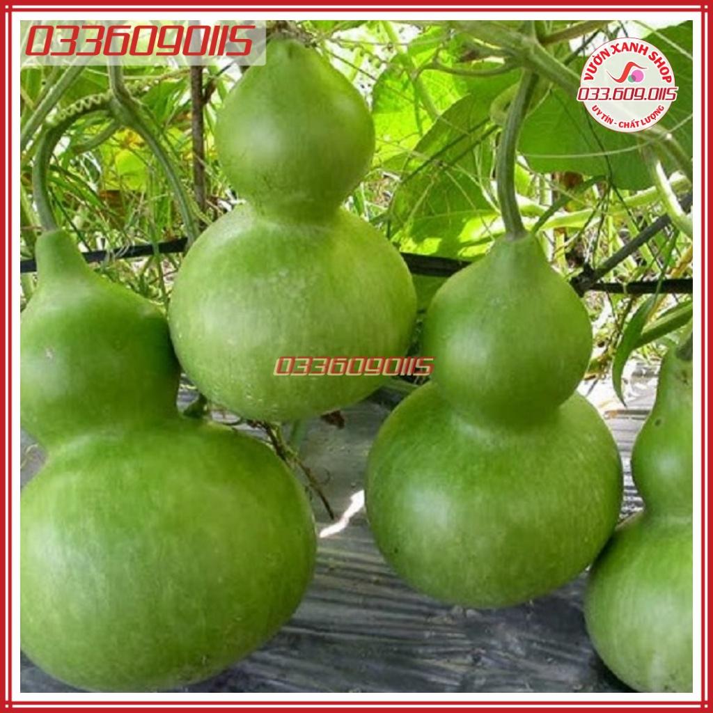 20 Hạt giống bầu hồ lô cao sản siêu đậu trái - Hạt giống tuyển chọn loại 1