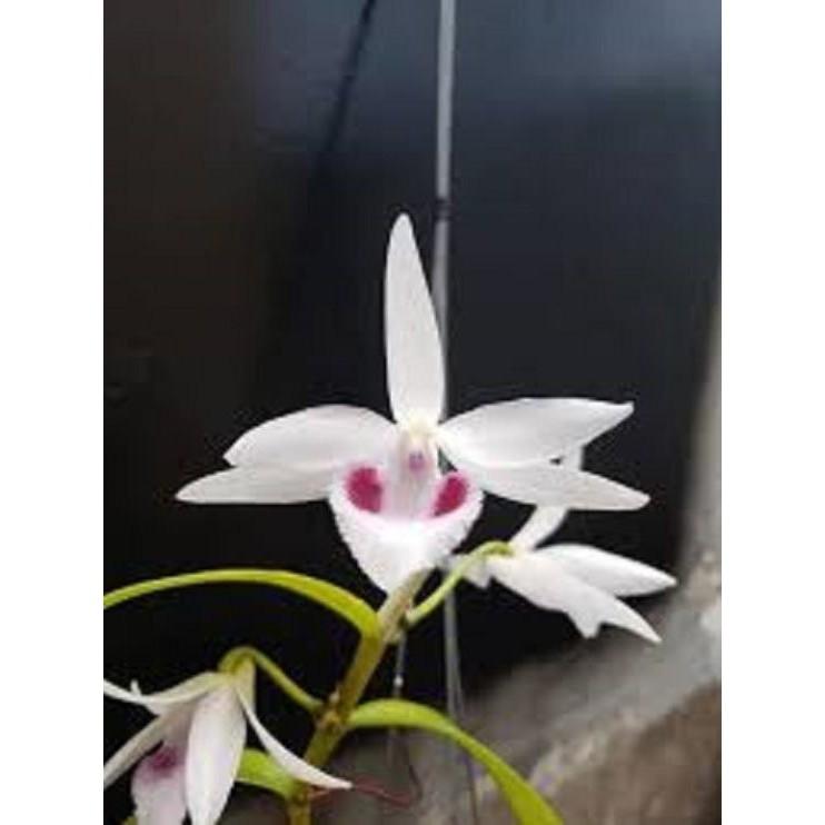 Cốc phi điệp 5 cánh trắng THỦY TIÊN - hàng gieo hạt - hoa xổ số - hoa siêu đẹp giá rẻ
