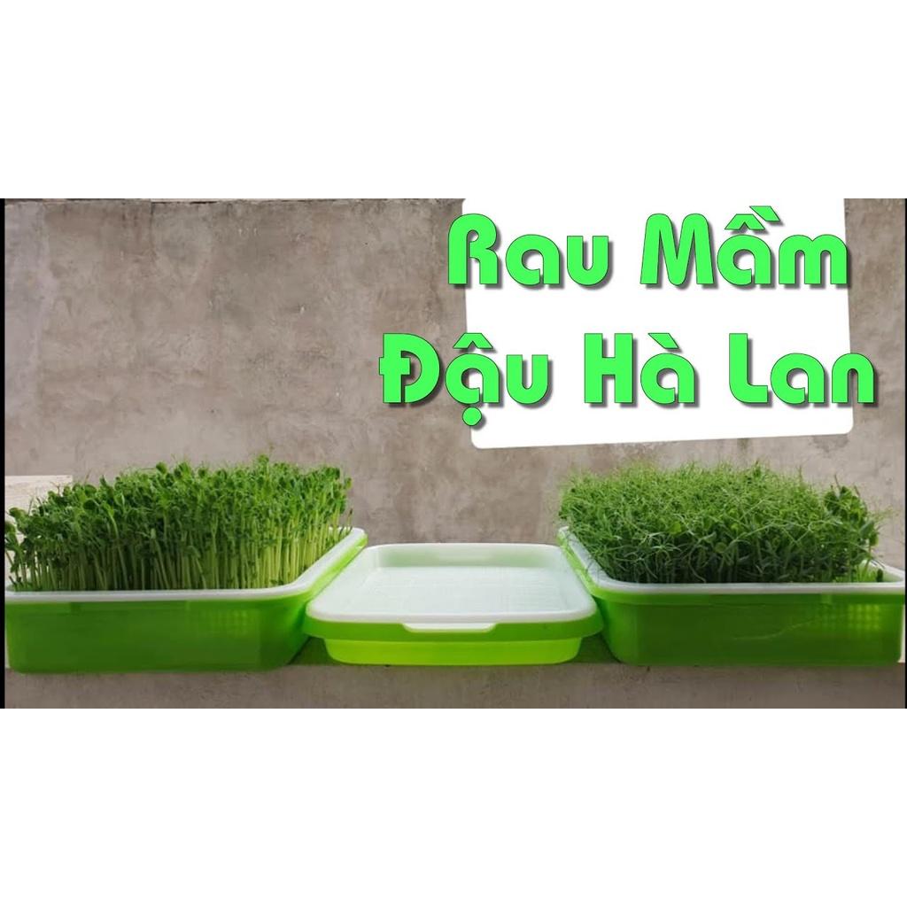 Combo 200g Hạt giống rau mầm đậu hà lan và 2 khay nhựa trồng rau mầm thủy canh - hạt chất lượng cao, sinh trưởng nhanh
