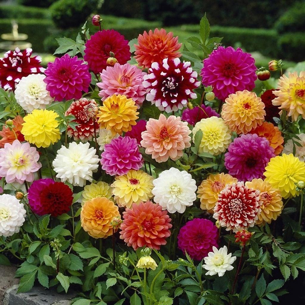Hạt giống Hoa Thược Dược lùn