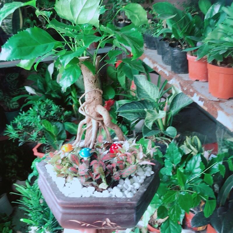 Chậu Cây Hạnh Phúc Bonsai