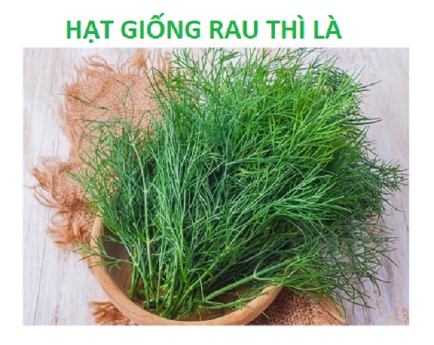 Hạt Giống Rau Thì Là - TN66 - Trồng Quanh Năm - Gói 5Gr