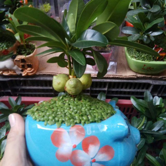 Cây cảnh trang trí