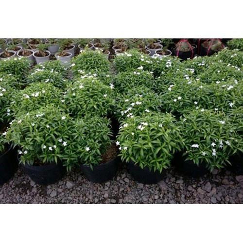 Mai Vạn Phúc - Cây cảnh sân vườn CÂY ĐẸP CHUẨN HÌNH, CAM KẾT CHẤT LƯỢNG