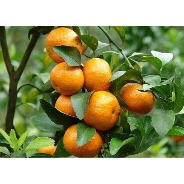 Cây Giống Quýt Đường Hà Nội, Quýt đường canh, Siêu Ngọt, Dễ Trồng, cây ghép nhanh cho trái