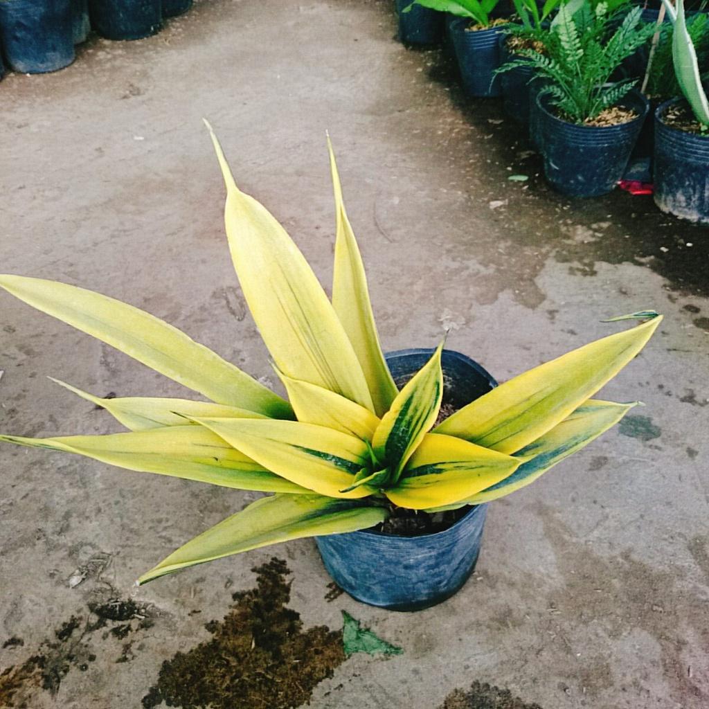 Cây Lưỡi Hổ Hoàng Kim - cây cảnh để bàn + tặng phân bón cho cây
